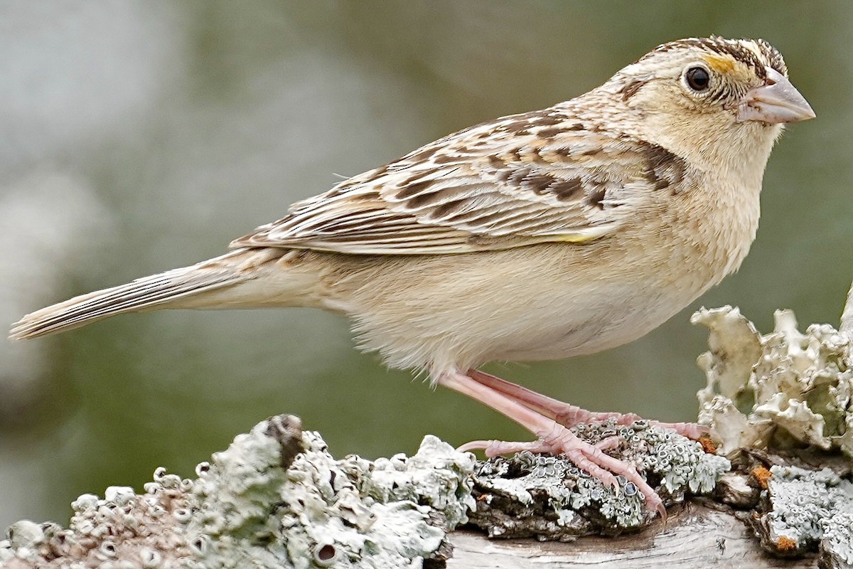 Grasshopper Sparrow - Donald Estep