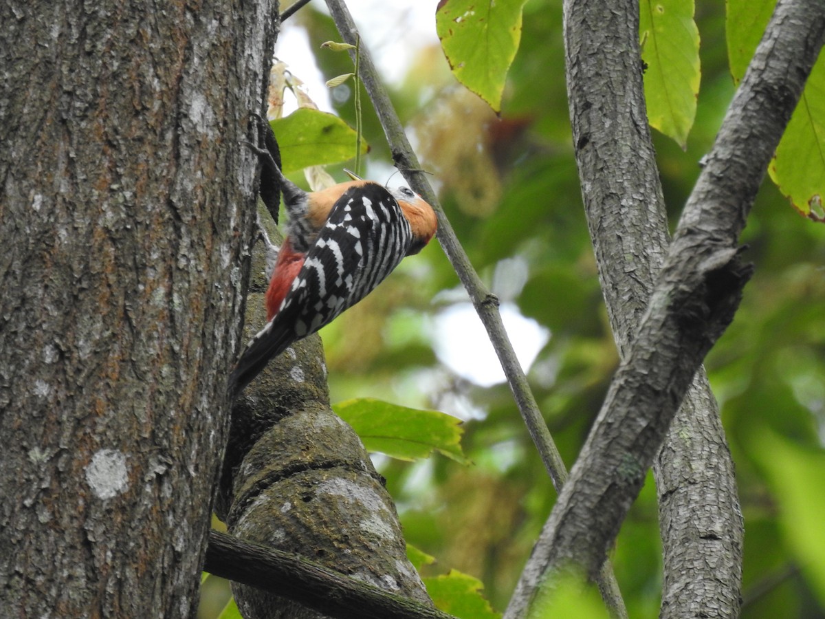 Rufous-bellied Woodpecker - Hu Hu