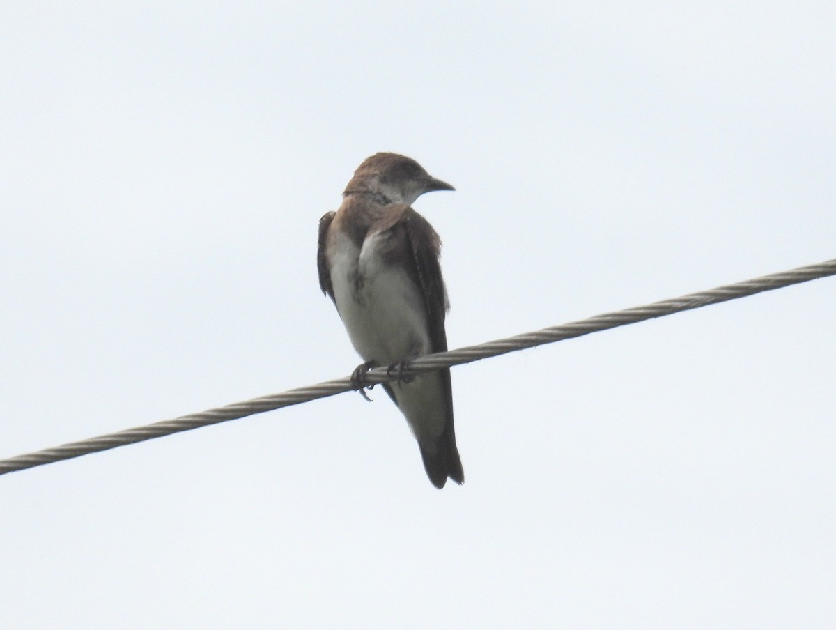 Brown-chested Martin - ML618086265