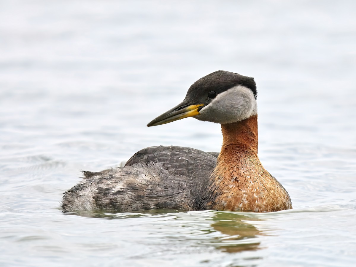 Red-necked Grebe - ML618086267