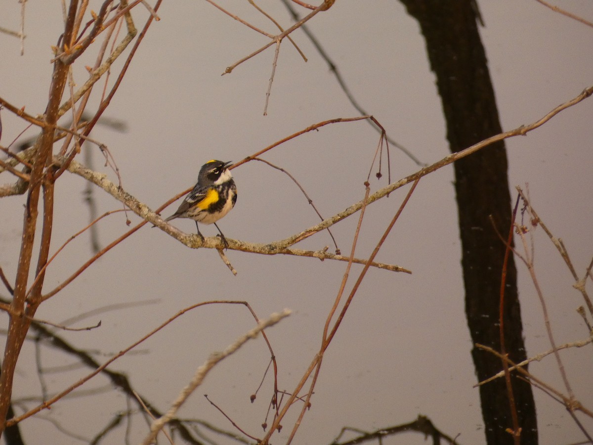 Yellow-rumped Warbler - George Engeler