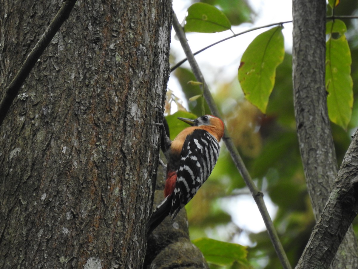 Rufous-bellied Woodpecker - ML618086270