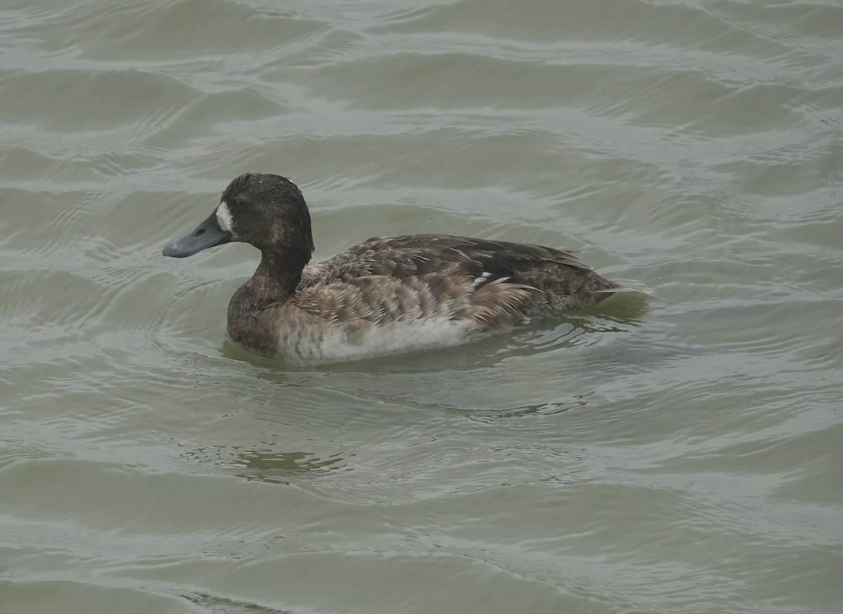 Greater Scaup - Howard Laidlaw