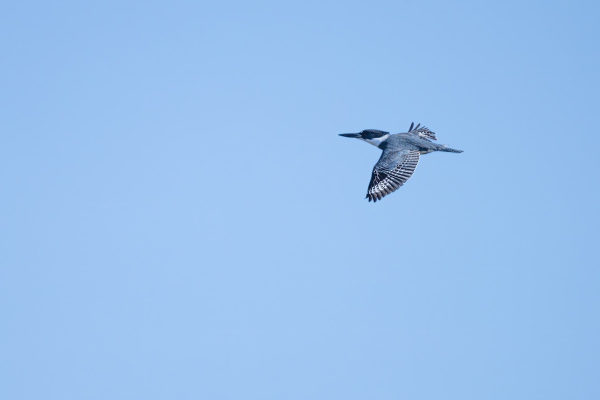 Belted Kingfisher - ML618086312