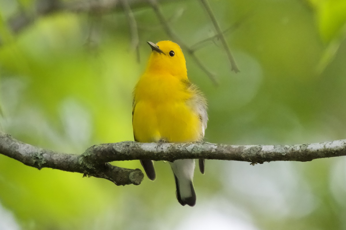 Prothonotary Warbler - ML618086318