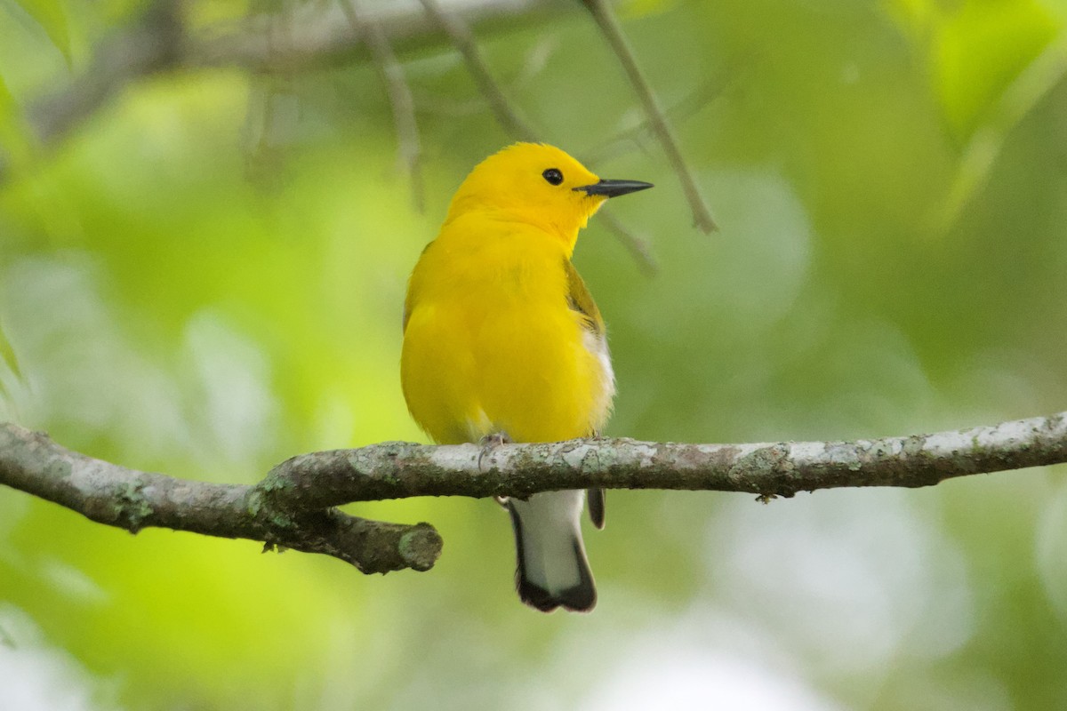 Prothonotary Warbler - ML618086320