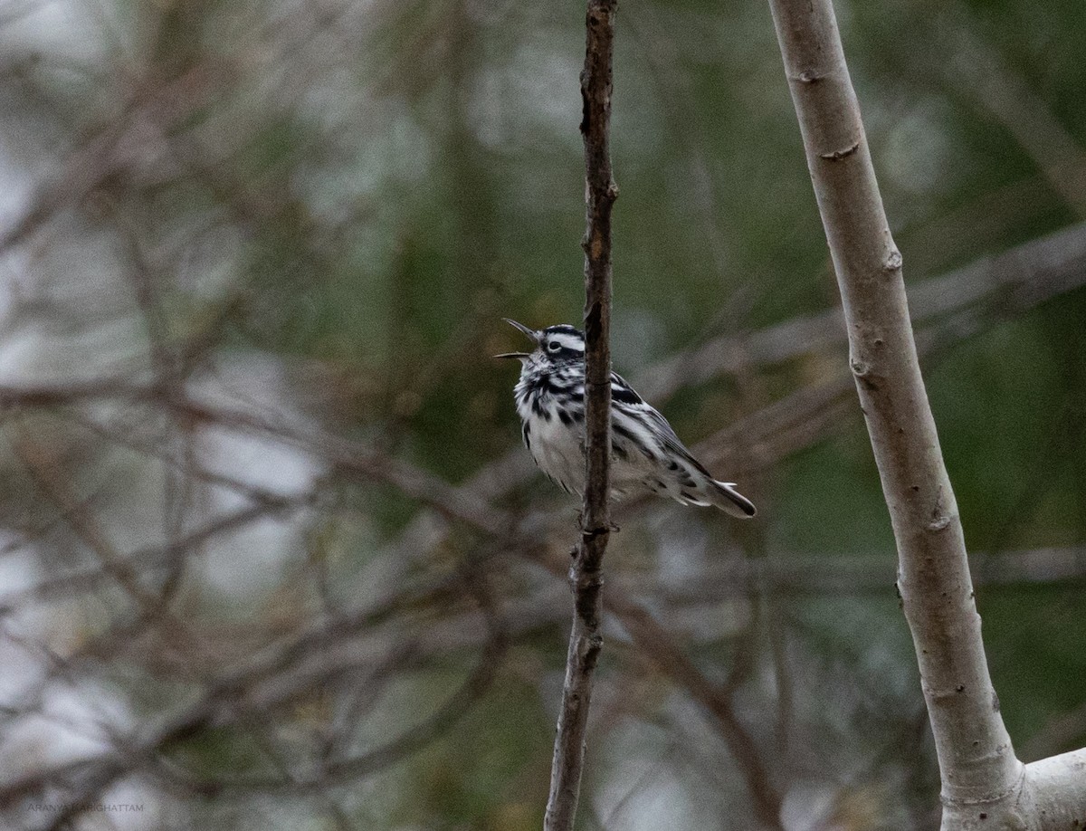 Black-and-white Warbler - ML618086340