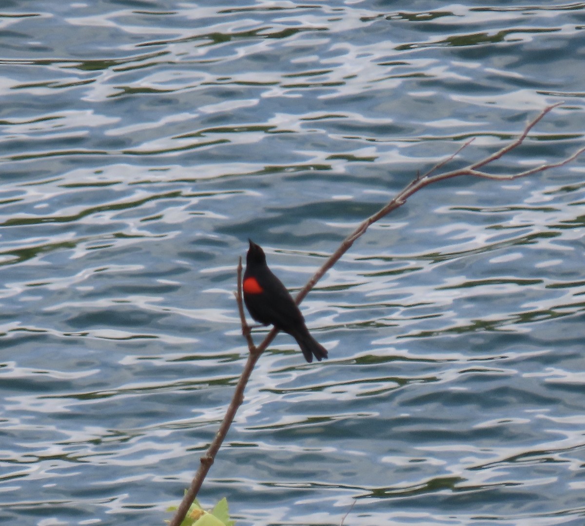 Red-winged Blackbird - ML618086357