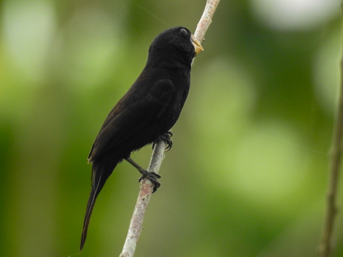 Nicaraguan Seed-Finch - ML618086366