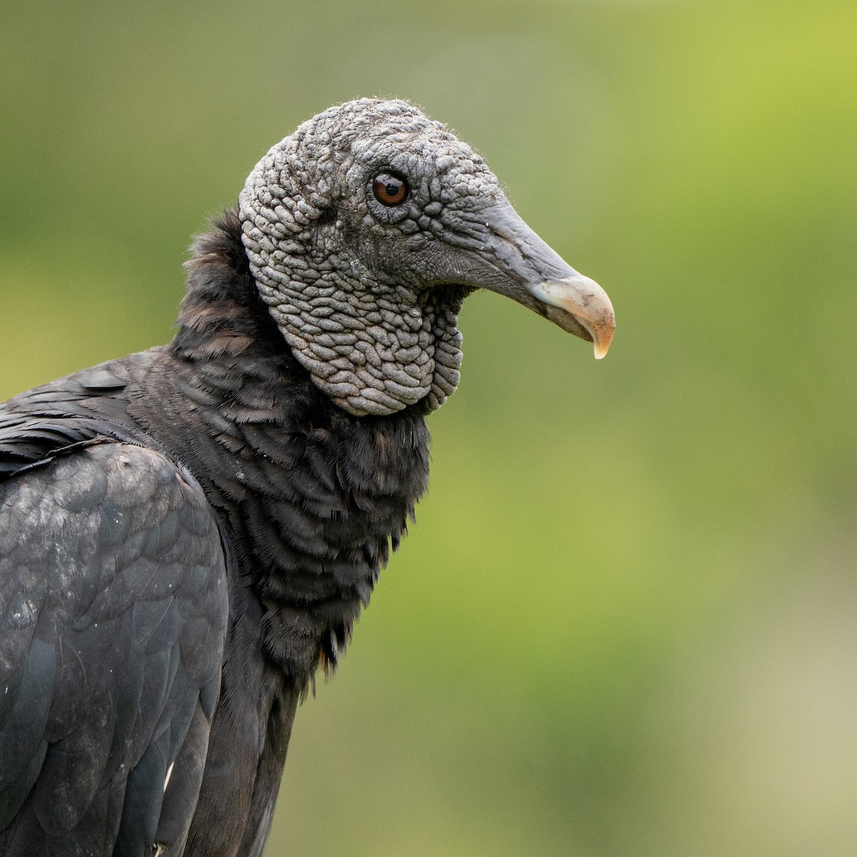 Black Vulture - Anthony Batista