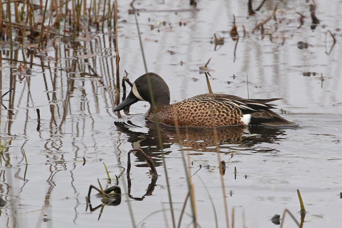 Blue-winged Teal - ML618086379