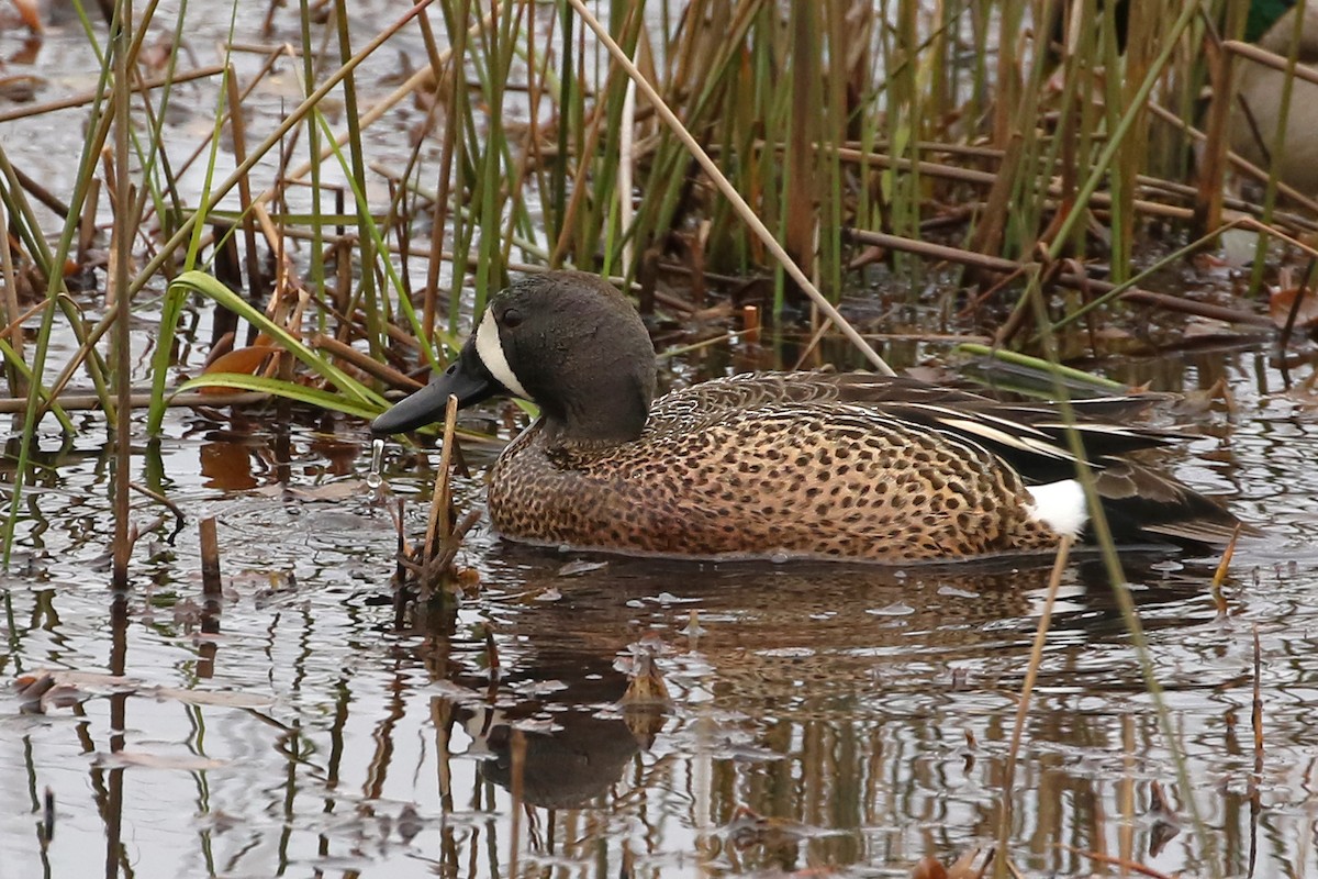 Blue-winged Teal - ML618086381