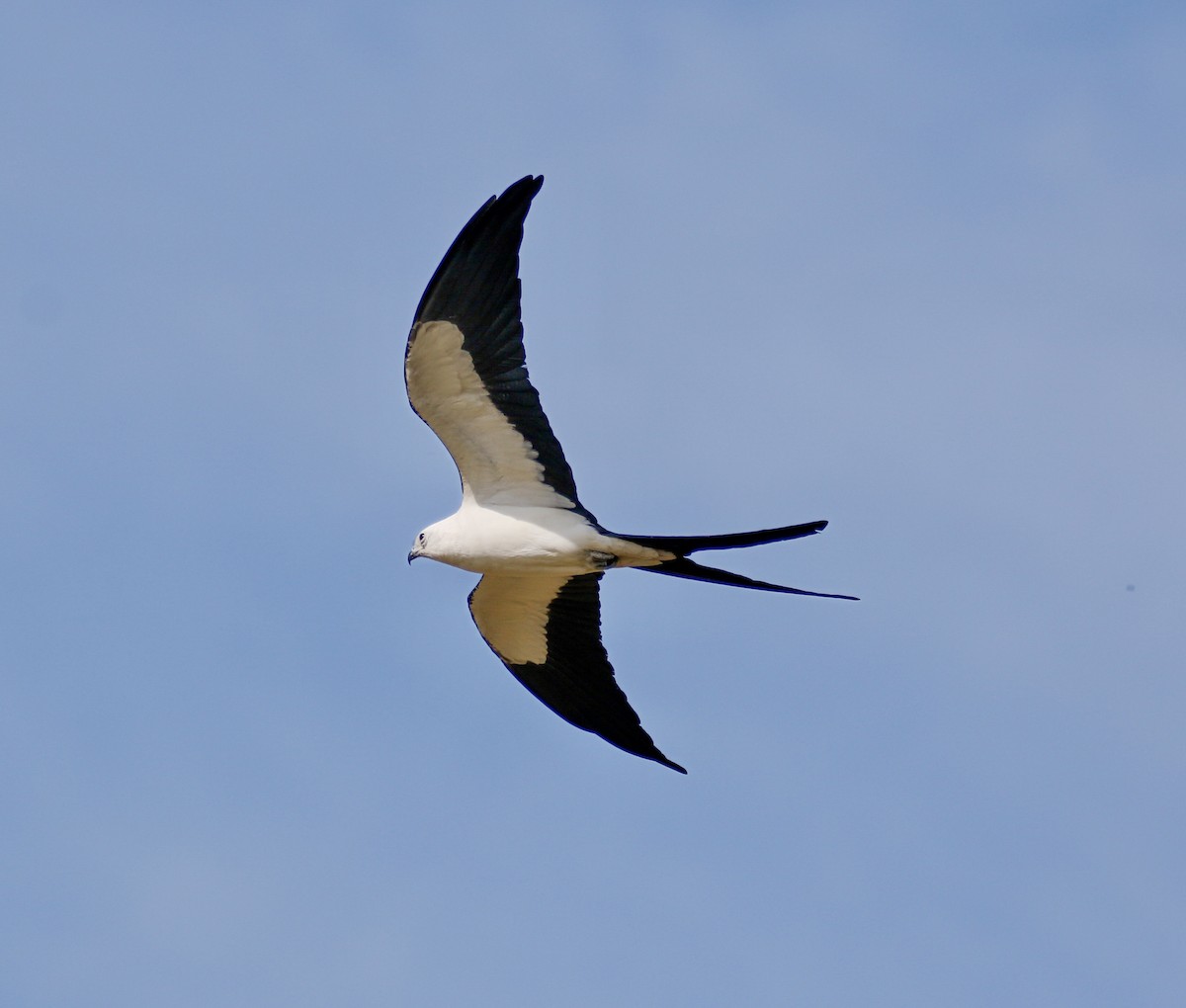 Swallow-tailed Kite - Eary Warren