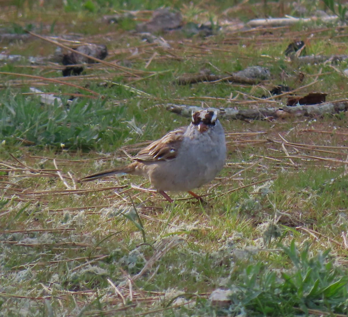 White-crowned Sparrow - ML618086455