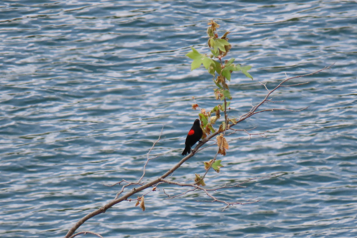 Red-winged Blackbird - ML618086468
