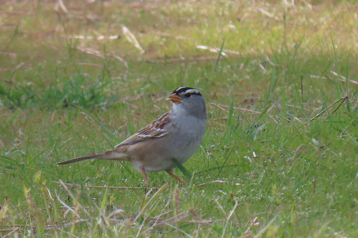 White-crowned Sparrow - ML618086475