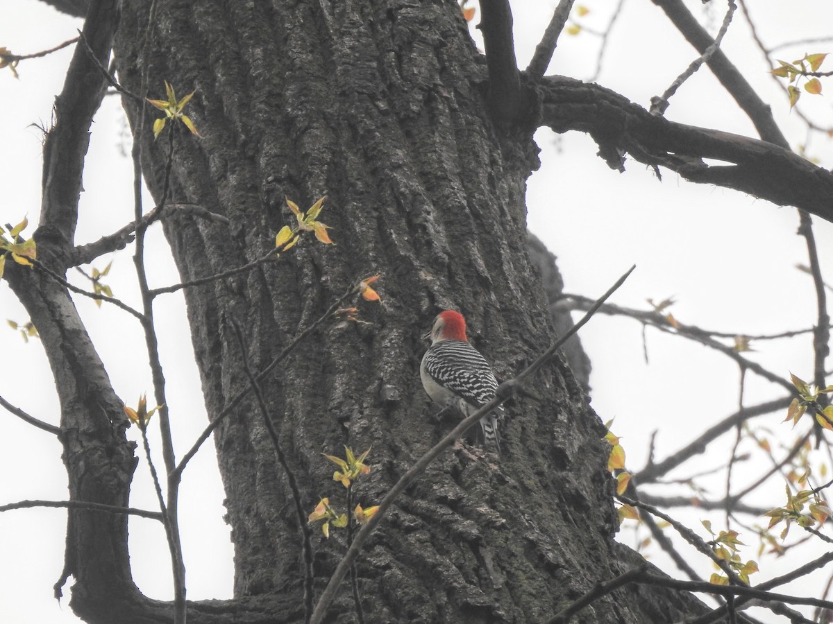Red-bellied Woodpecker - ML618086492