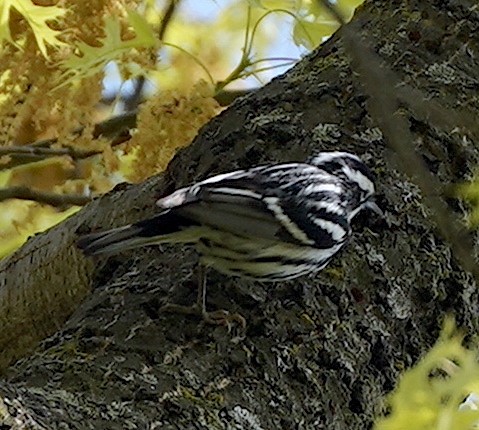 Black-and-white Warbler - ML618086495