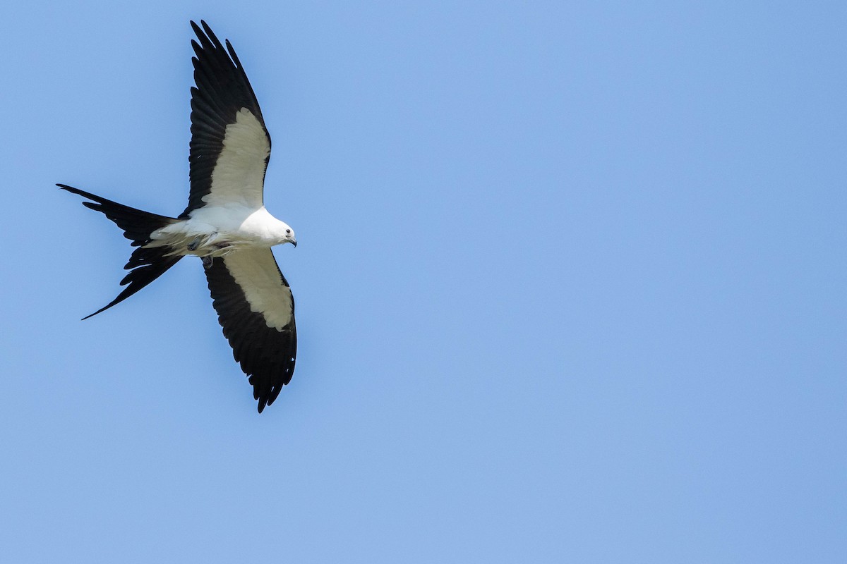 Swallow-tailed Kite - Nick Hoffmann