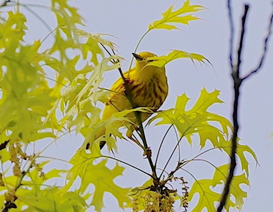 Yellow Warbler - Ryan Serio