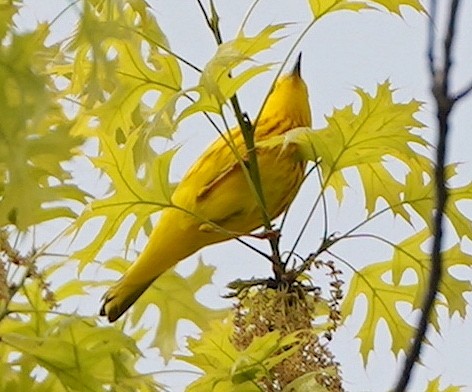 Yellow Warbler - Ryan Serio
