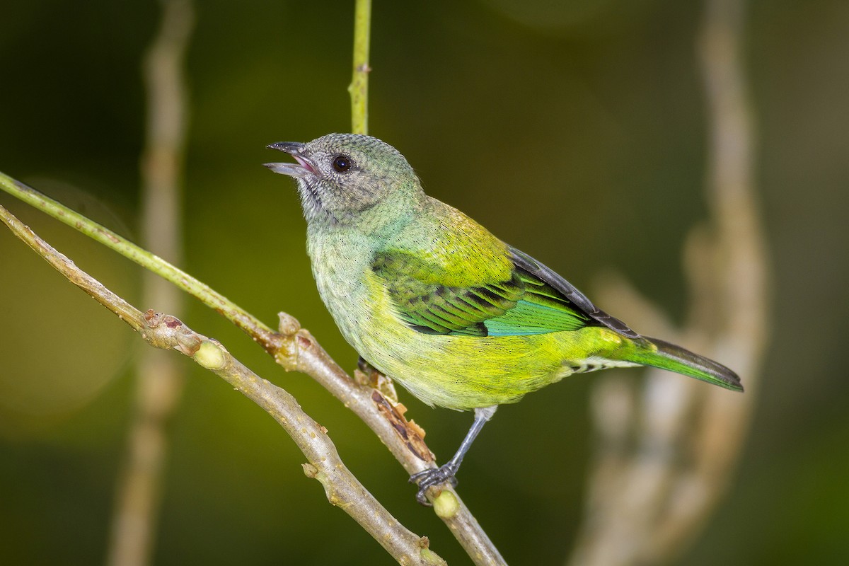Black-headed Tanager - ML618086515