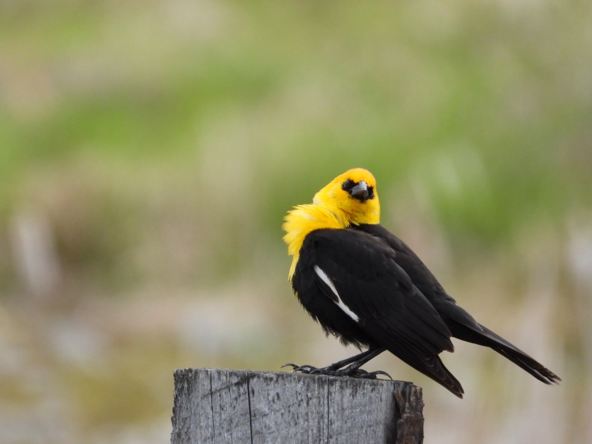Yellow-headed Blackbird - ML618086522