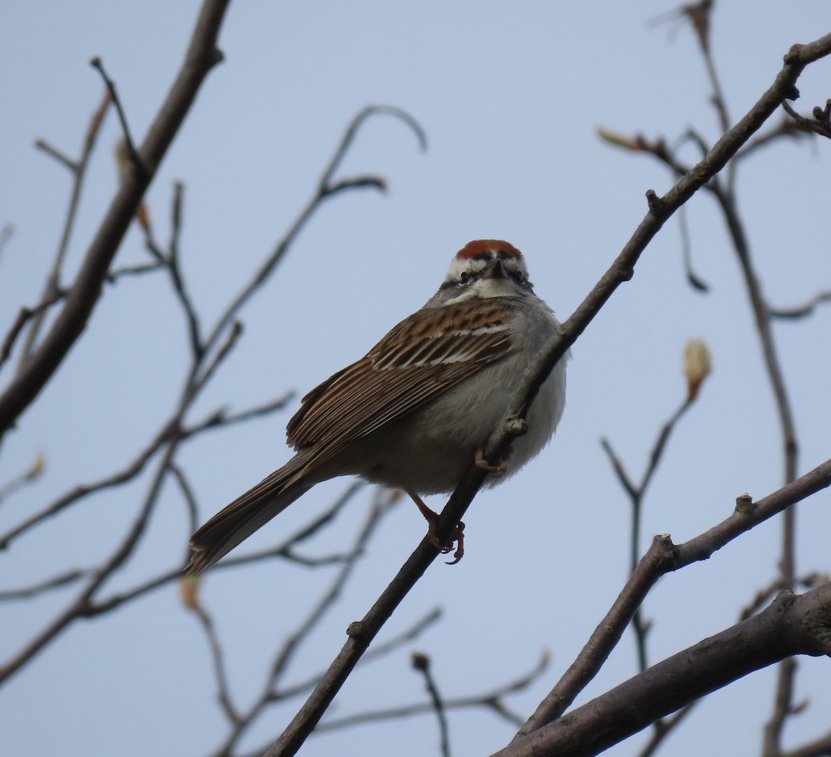 Chipping Sparrow - ML618086535