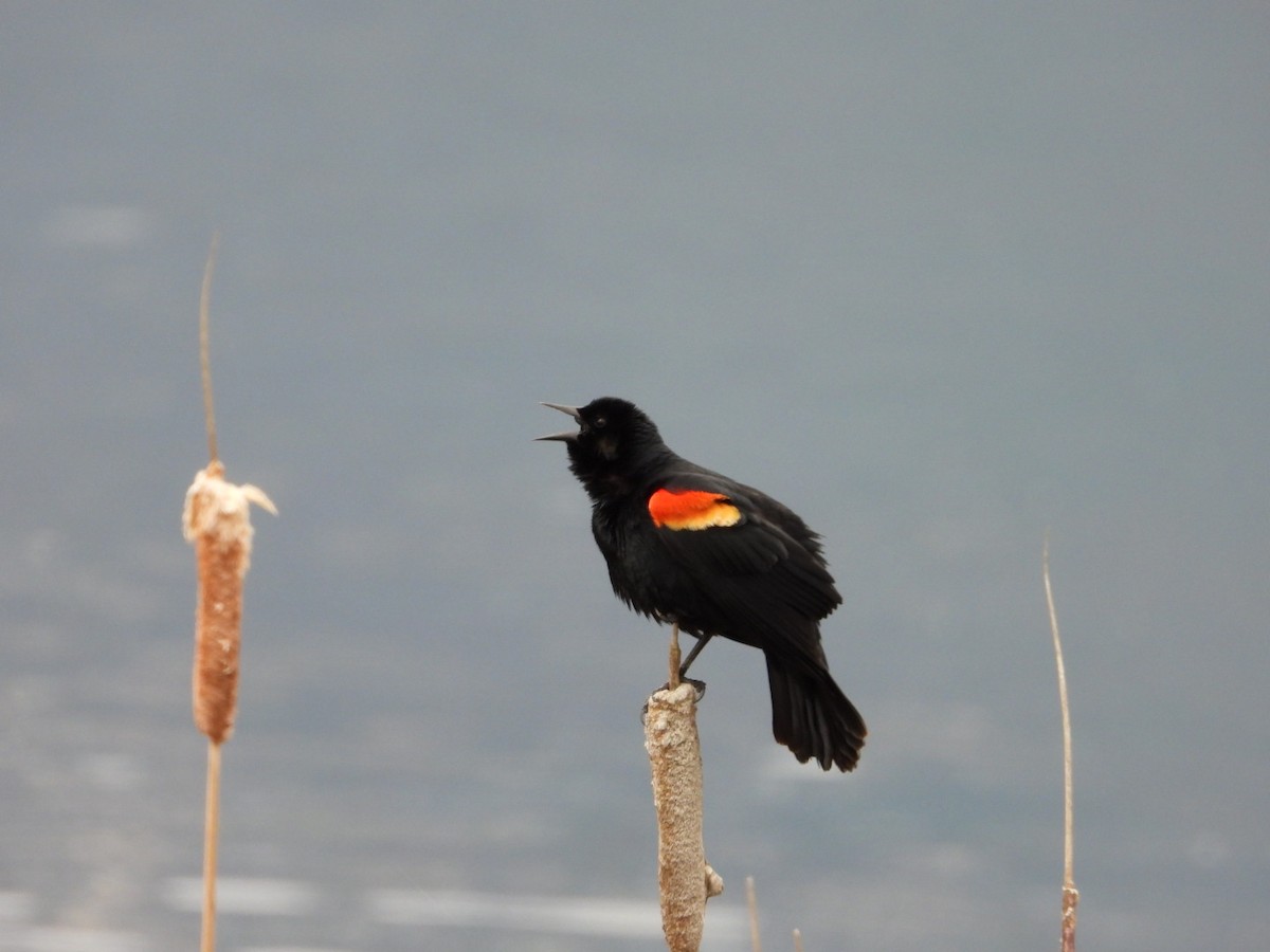 Red-winged Blackbird - ML618086537