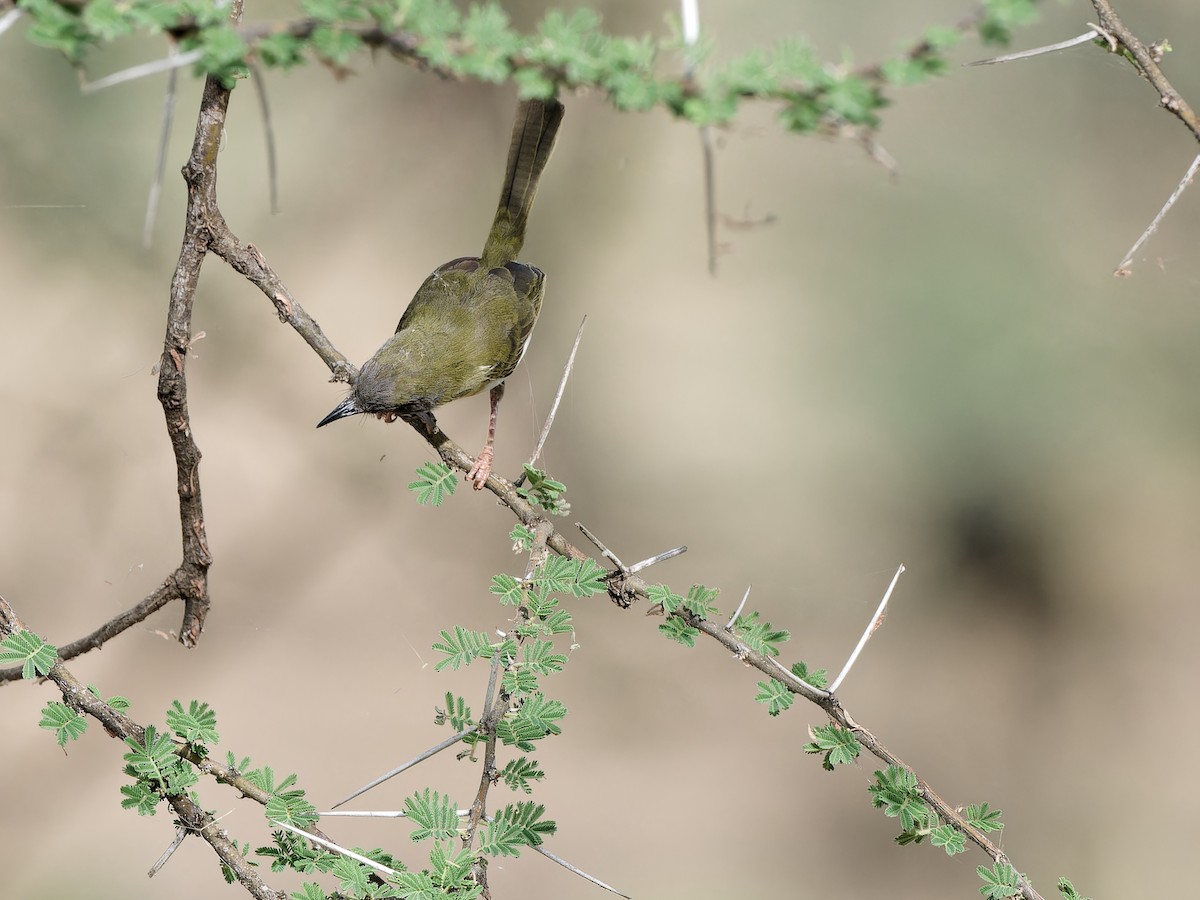 Yellow-breasted Apalis (Brown-tailed) - ML618086592