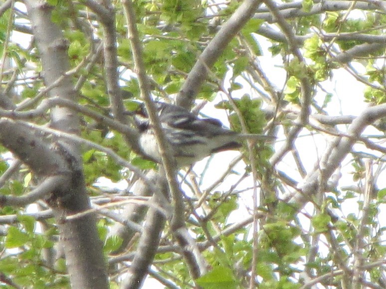Black-throated Gray Warbler - ML618086596