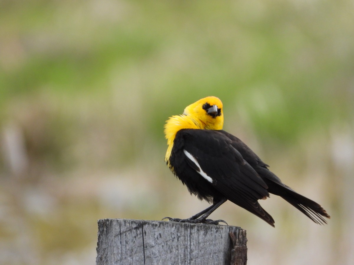 Yellow-headed Blackbird - Nan Christianson