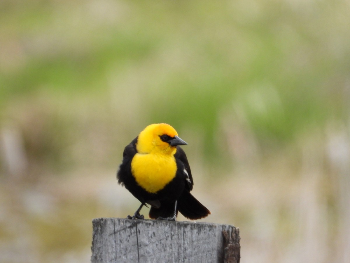 Yellow-headed Blackbird - Nan Christianson
