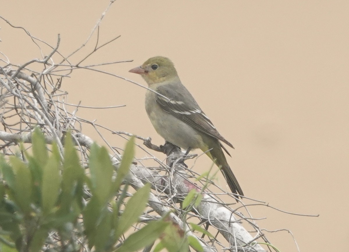 Western Tanager - ML618086627