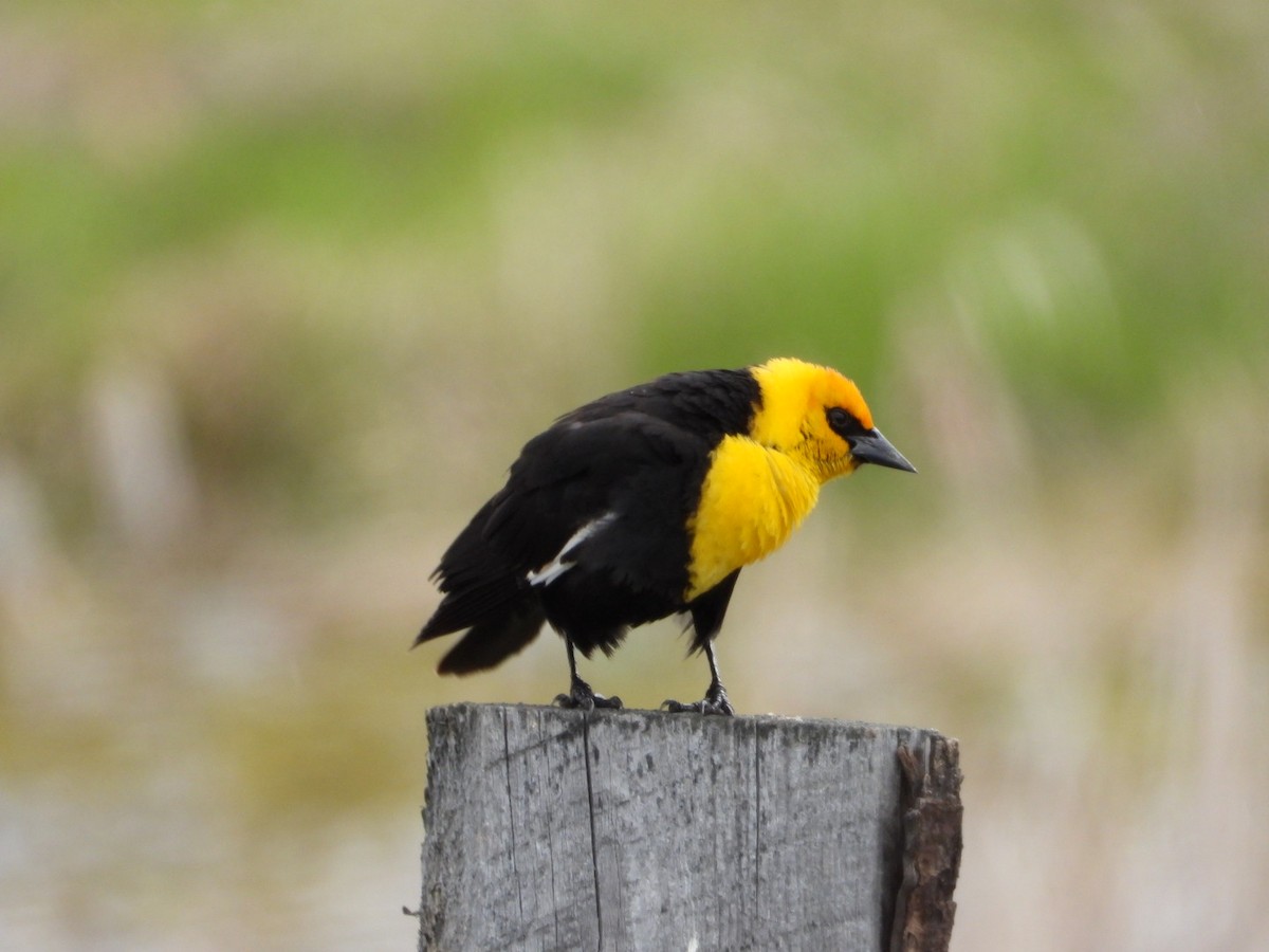 Yellow-headed Blackbird - ML618086629