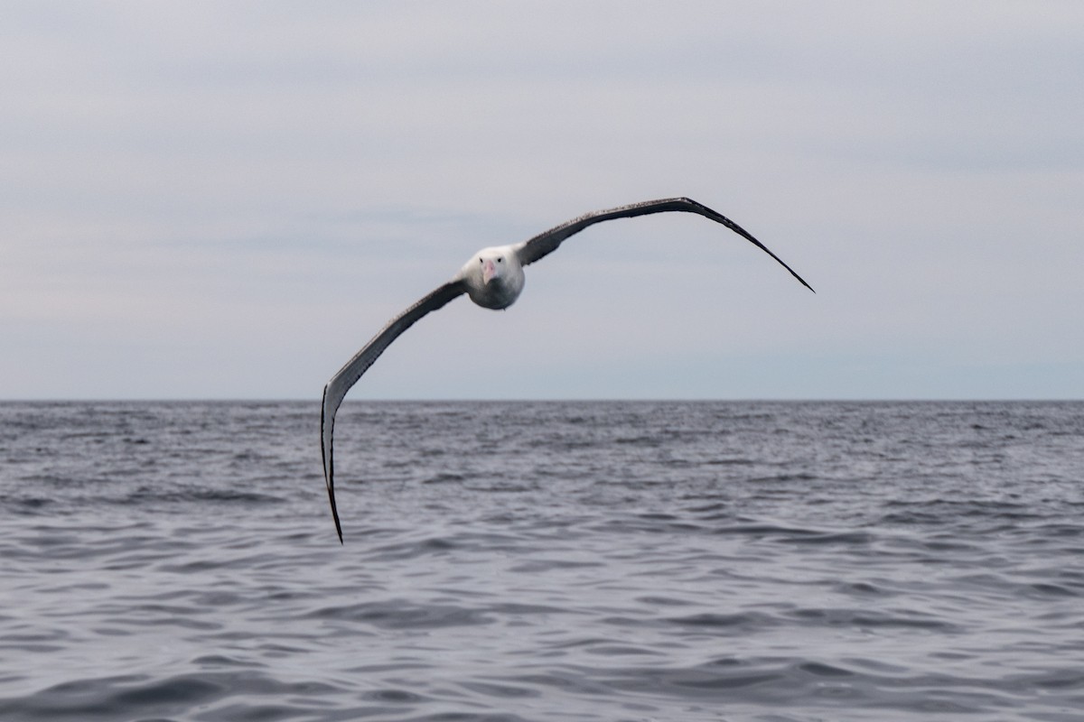 Antipodean Albatross (Gibson's) - ML618086630