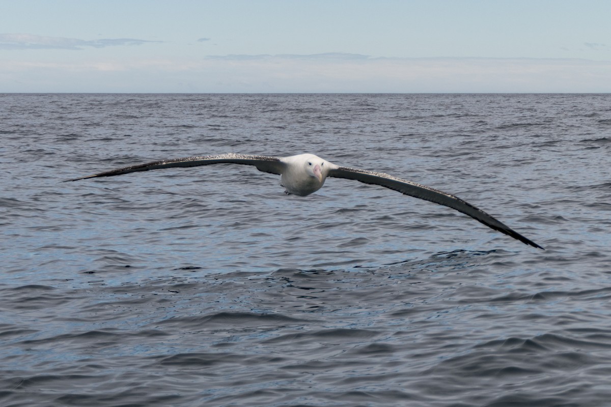 Antipodean Albatross (Gibson's) - ML618086635