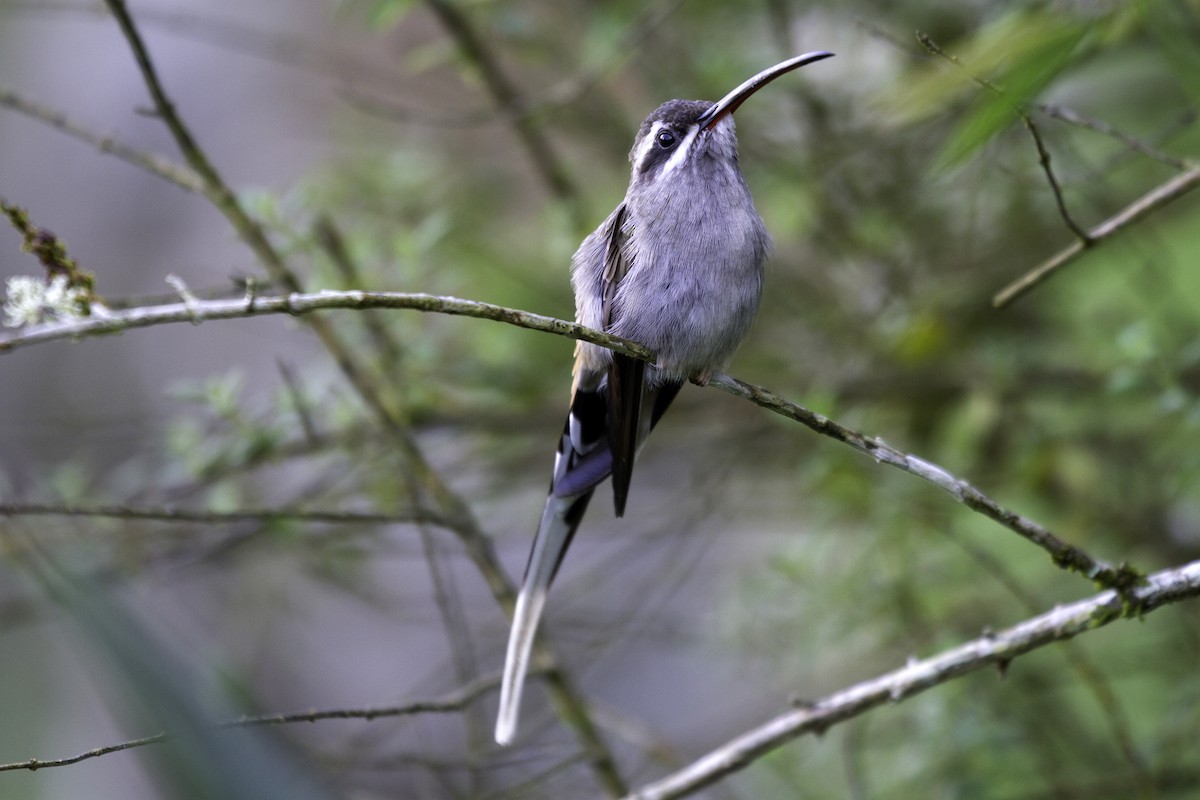 kolibřík tmavotemenný - ML618086689