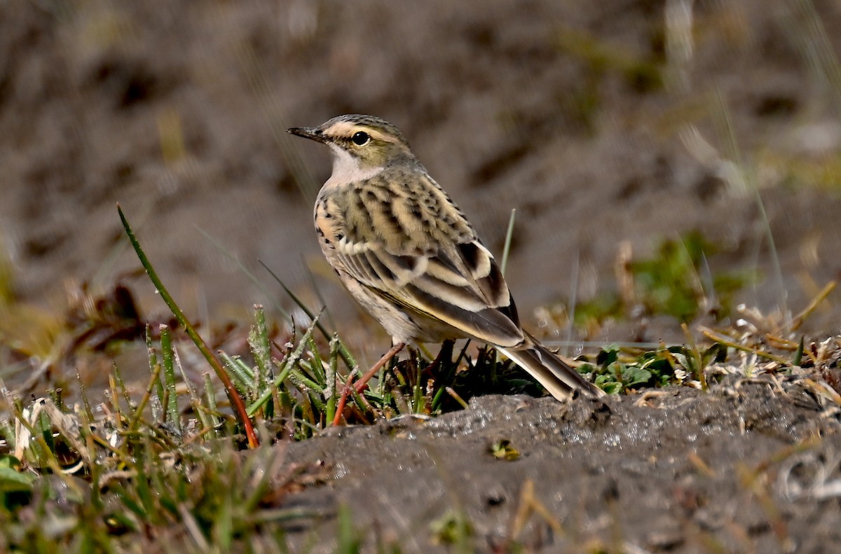 Rosy Pipit - ML618086732