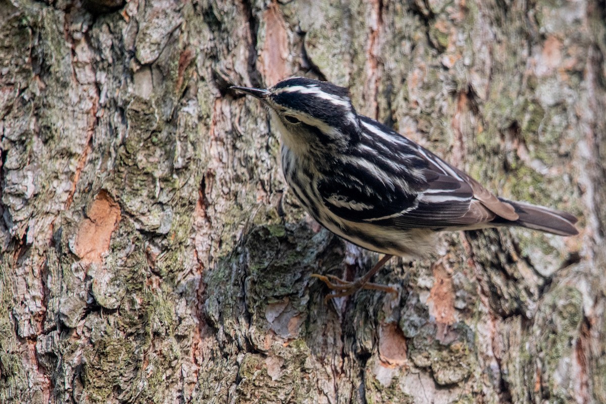 Black-and-white Warbler - ML618086778