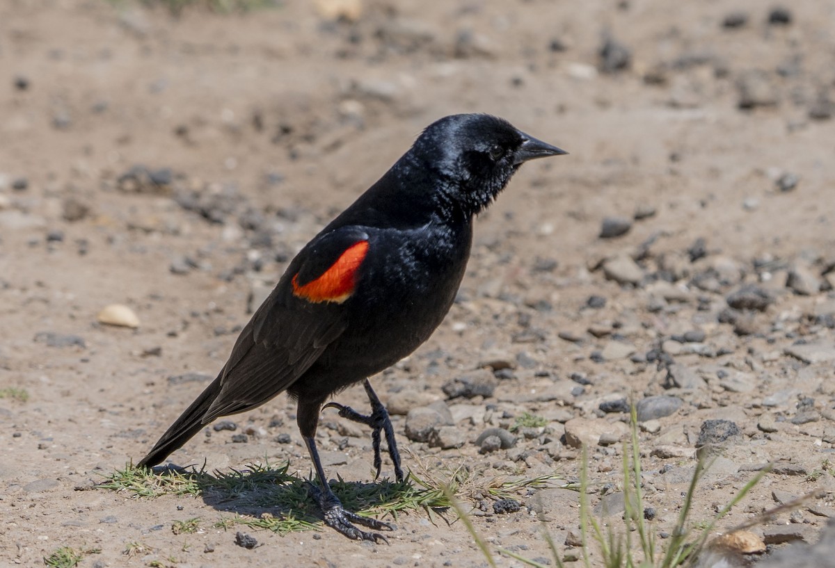 Red-winged Blackbird - Steve Hovey