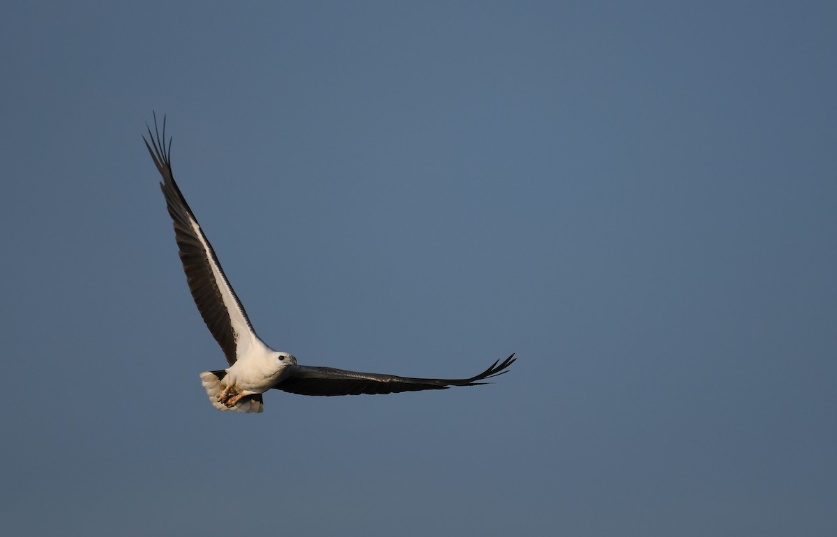 White-bellied Sea-Eagle - Rogier Niessen