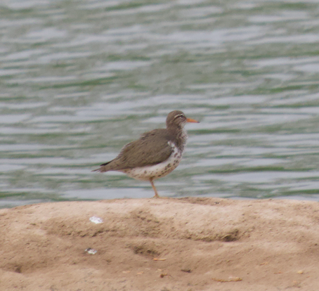 Spotted Sandpiper - Frank Wang