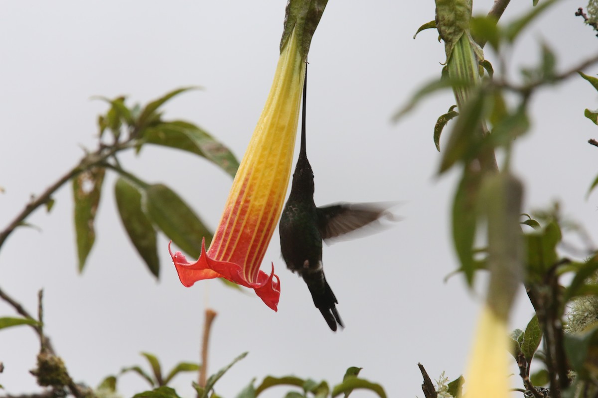 Sword-billed Hummingbird - ML618086836