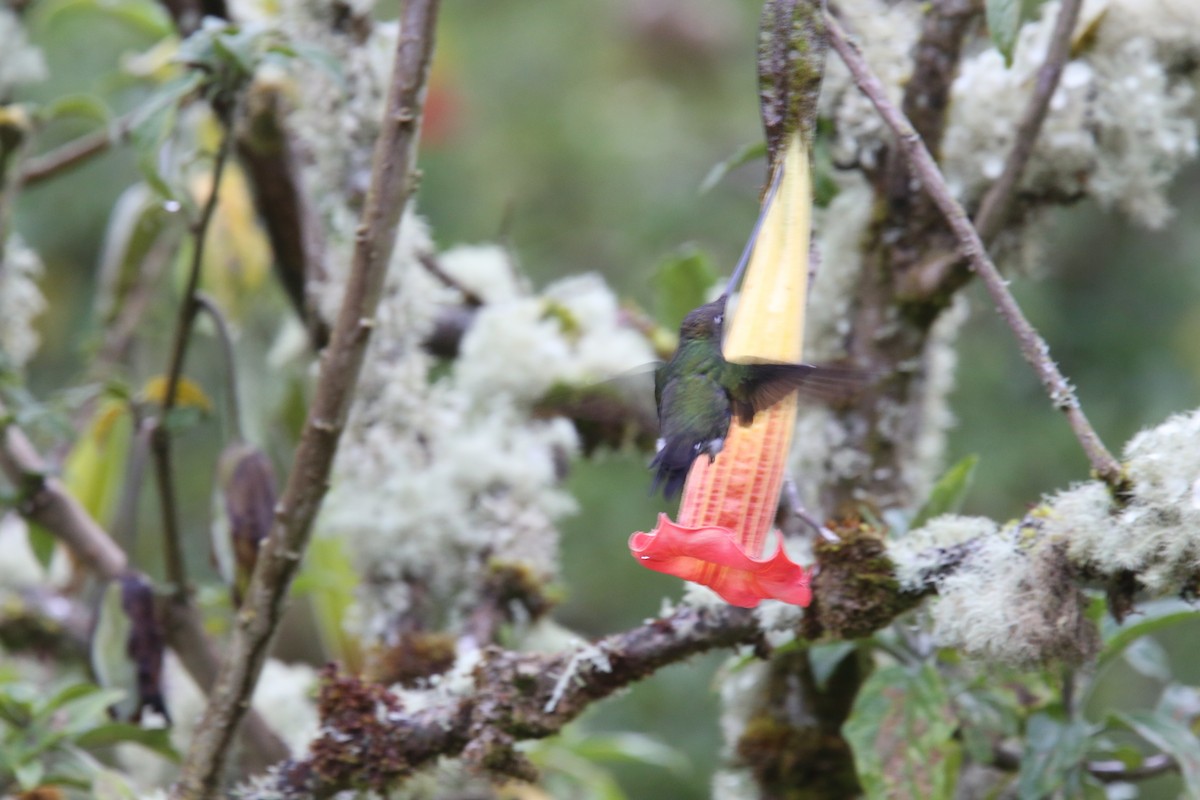Sword-billed Hummingbird - ML618086838