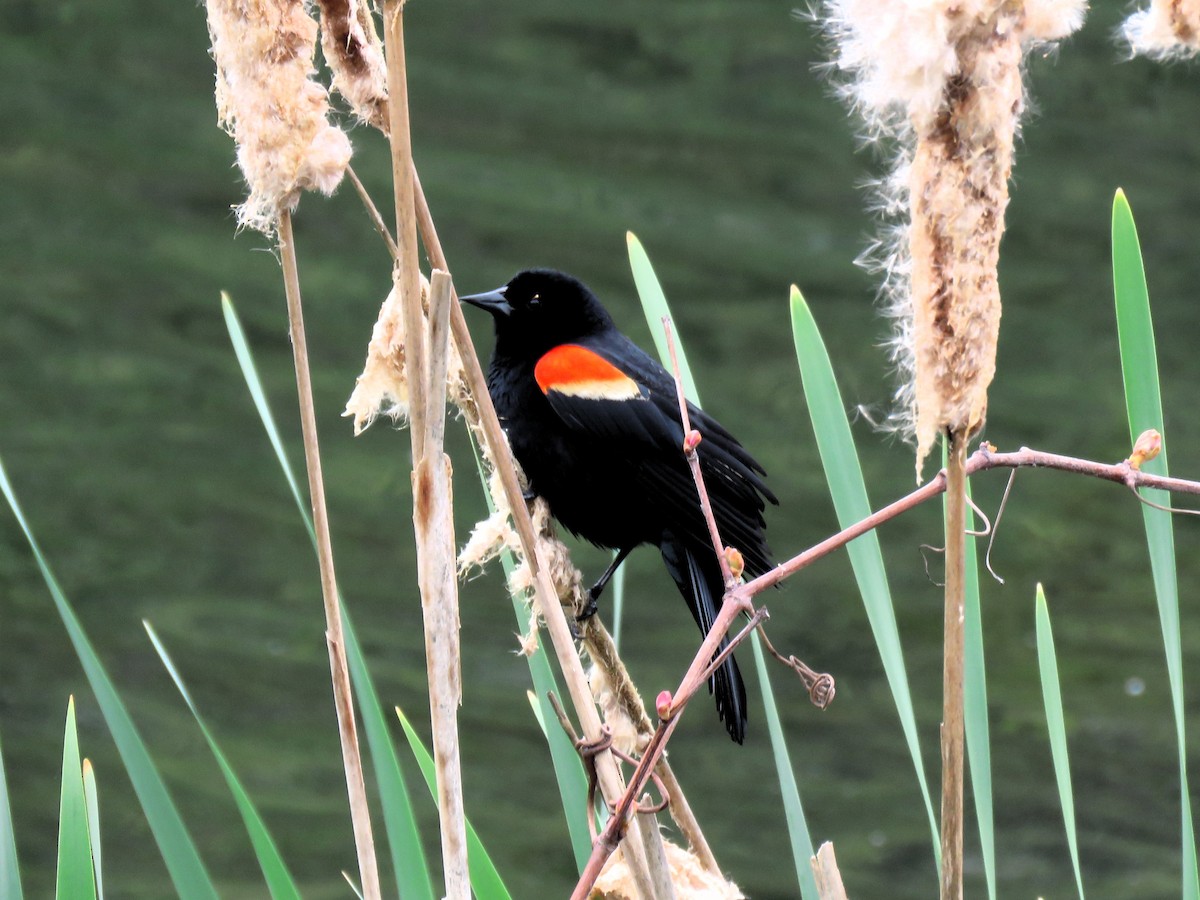 Red-winged Blackbird - ML618086861