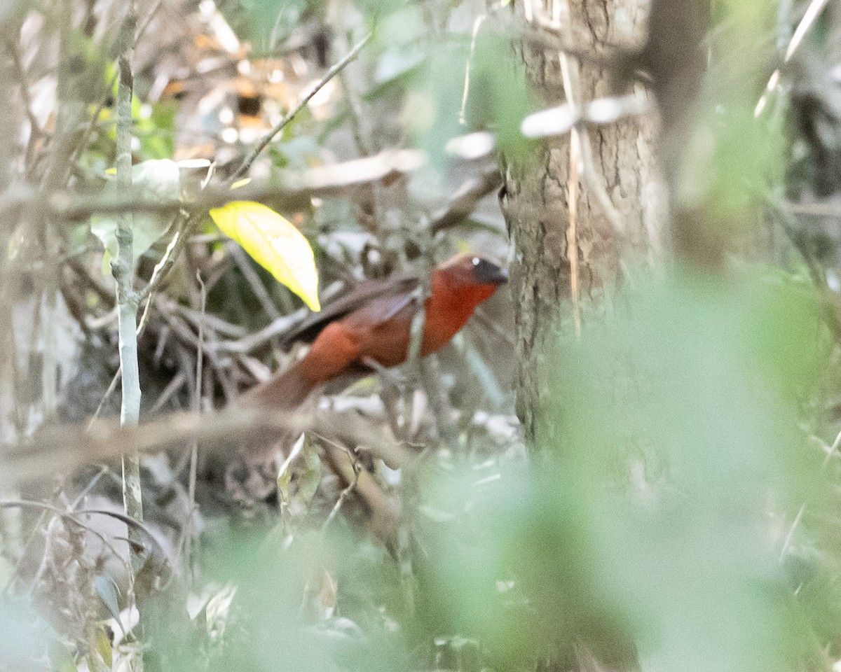 Red-throated Ant-Tanager - ML618086886