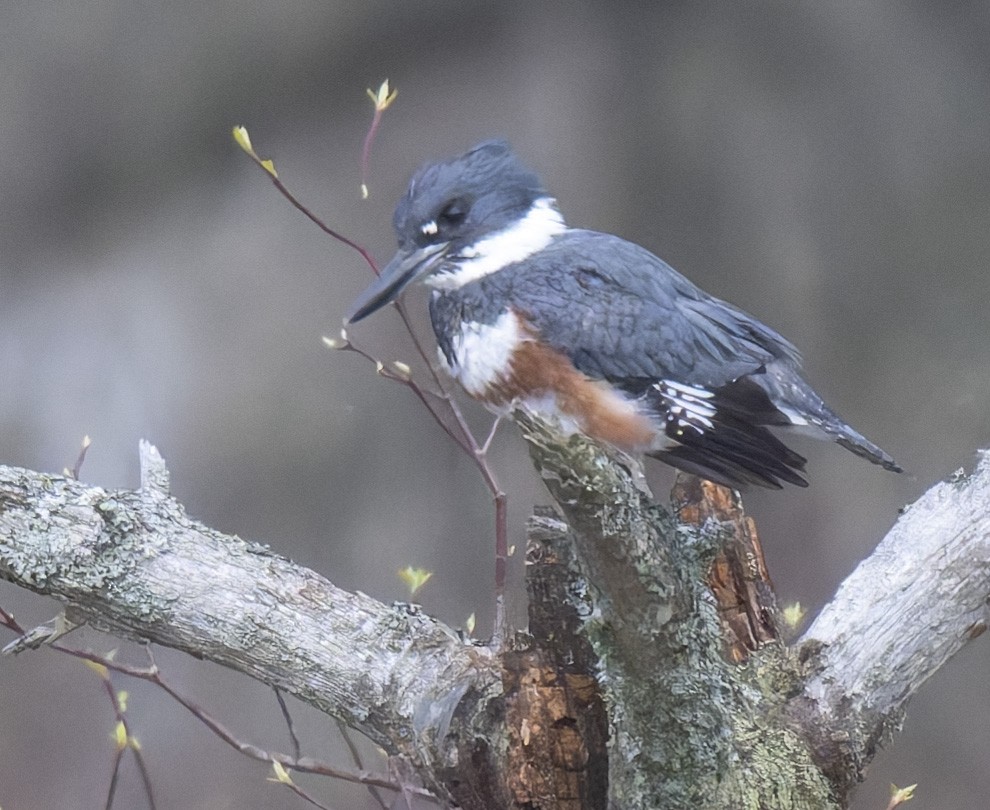 Belted Kingfisher - ML618086900