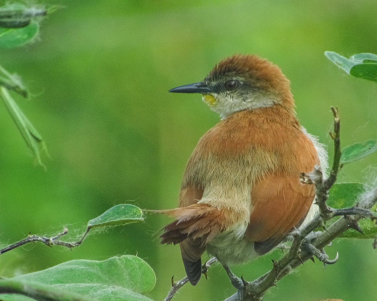 Yellow-chinned Spinetail - ML618086931