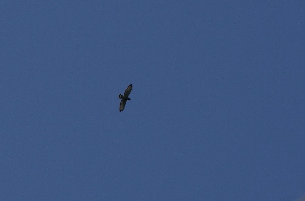 Broad-winged Hawk - ML618086934
